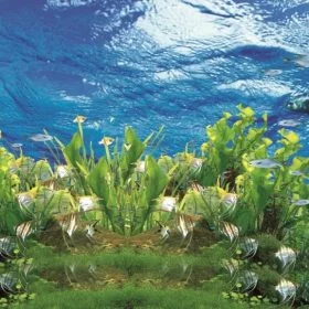 Denizaltı duvar kağıdı-dnzalt-149