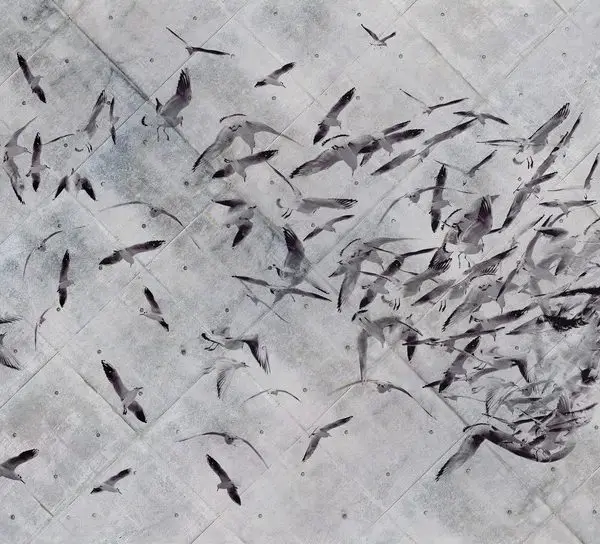 Beton Zemin Üzeri Kuş Figürlü Soyut İnsan Silüeti Duvar Kağıdı