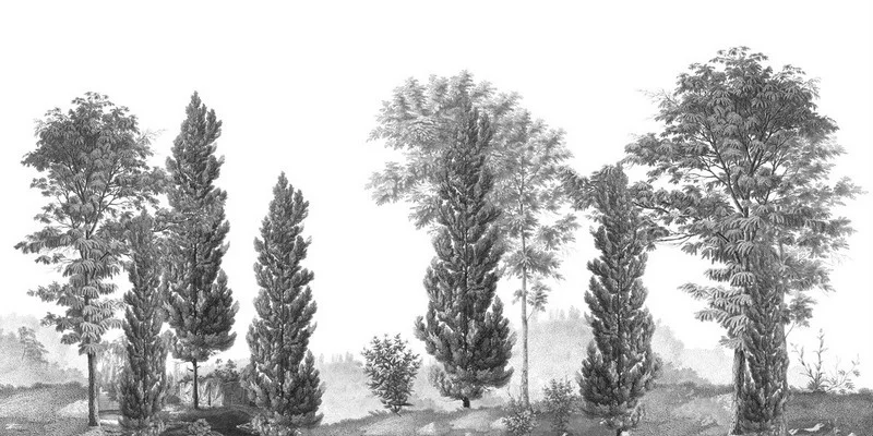monochrome asil selvi siralari ve ince govdeli agac formlari duvar kagidi