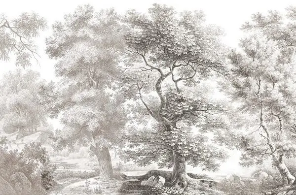 monochrome klasik gravur detayli gorkemli orman agaclari duvar kagidi