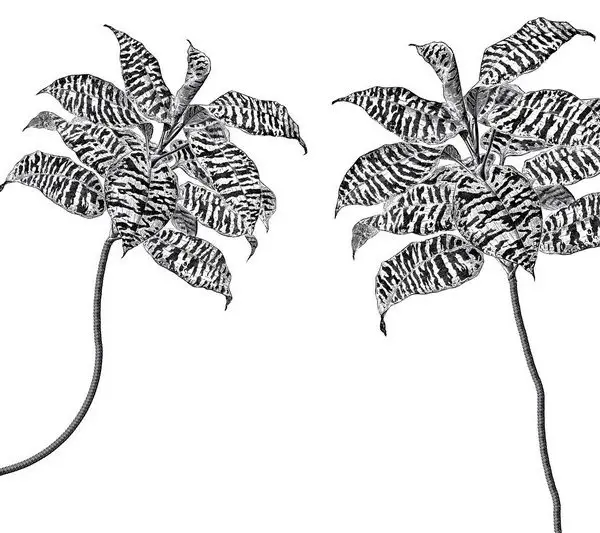 Tropikal duvar kağıdı-trpkl-300