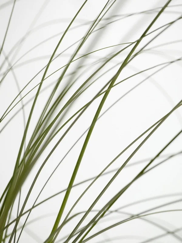 Yaprak Desenler duvar kağıdı-yprk-170