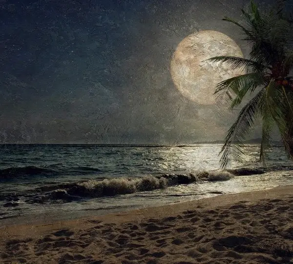 Tropikal duvar kağıdı-trpkl-303