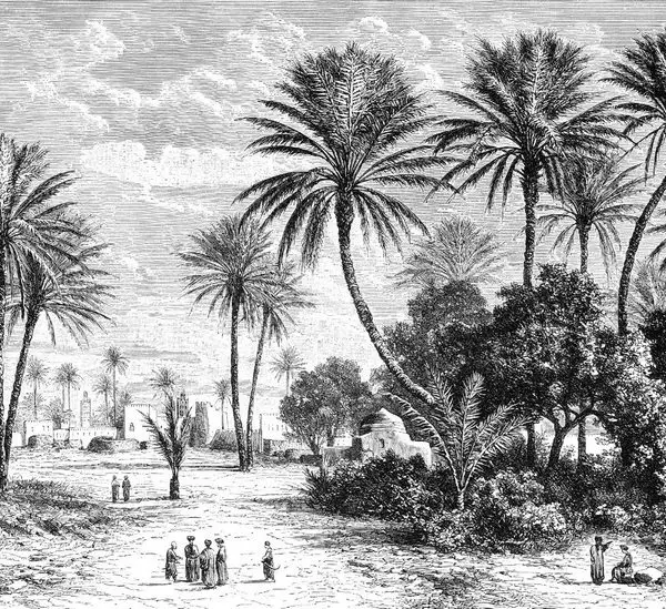 monochrome egzotik vaha ve ihtisamli hurma agaclari manzarali duvar kagidi