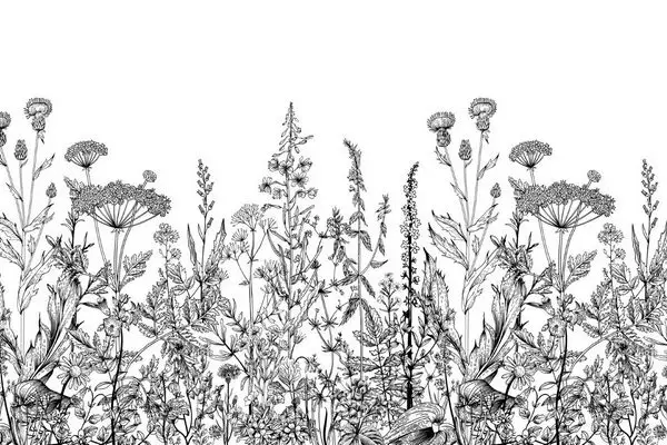 Trendyol siyah beyaz gravür kır çiçekleri ve yabani devedikeni desenli duvar posteri bursa ve Hepsiburada minimalist eskiz tarzı bitki duvar kağıdı modelleri