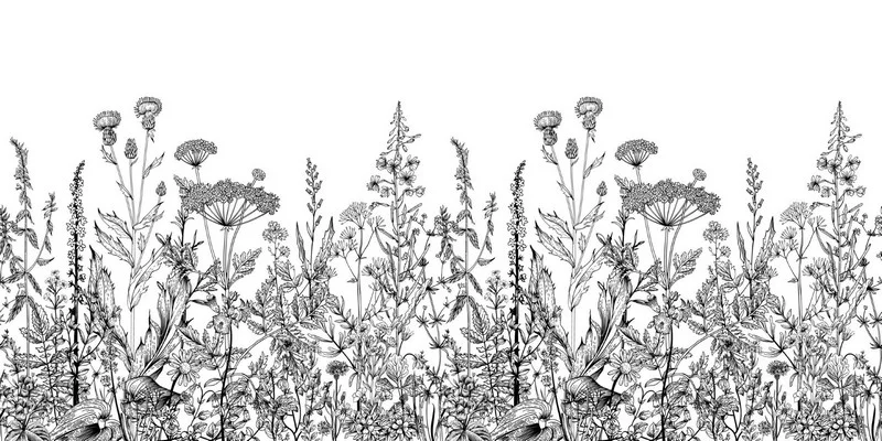 Trendyol siyah beyaz gravür kır çiçekleri ve yabani devedikeni desenli duvar posteri bursa ve Hepsiburada minimalist eskiz tarzı bitki duvar kağıdı modelleri