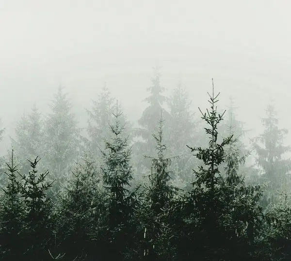 Ön Planda Belirgin Çam Ağaçları ve Arka Planda Sisler İçinde Kaybolan Ağaç Siluetleri ile Derinlik Algısı Yaratan Puslu Orman Manzaralı Duvar Kağıdı