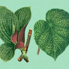 Yaprak Desenler duvar kağıdı-yprk-182