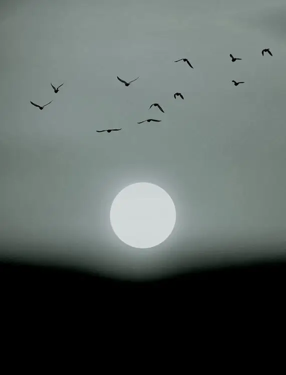 Siyah beyaz minimalist güneş silüeti ve uçan kuş figürleri duvar kağıdı