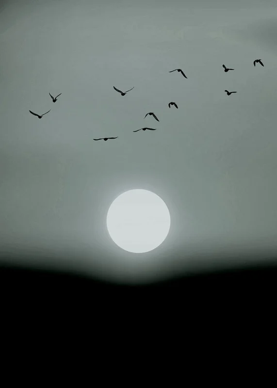 Siyah beyaz minimalist güneş silüeti ve uçan kuş figürleri duvar kağıdı