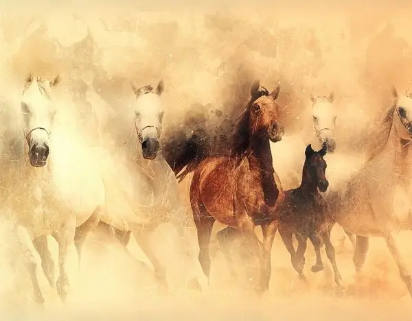 dortnala ozgurluk sulu boya efektli atlar 3d hayvan temali duvar kagidi