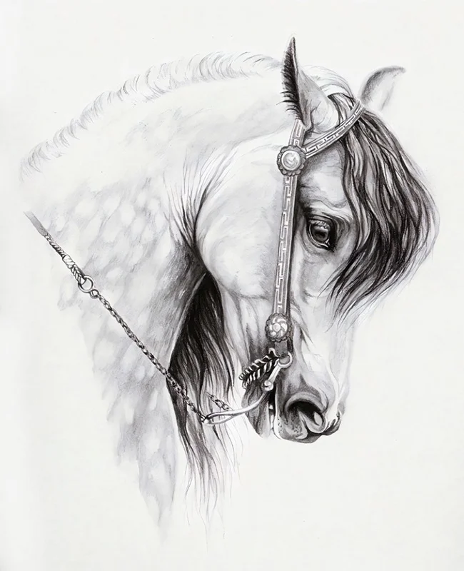 Hayvan temalı duvar kağıdı-hyvt-186