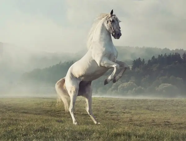 ozgur ruh saha kalkan beyaz at 3d hayvan temali duvar kagidi