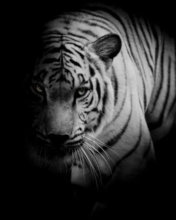 Hayvan temalı duvar kağıdı-hyvt-243