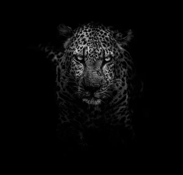 Hayvan temalı duvar kağıdı-hyvt-242