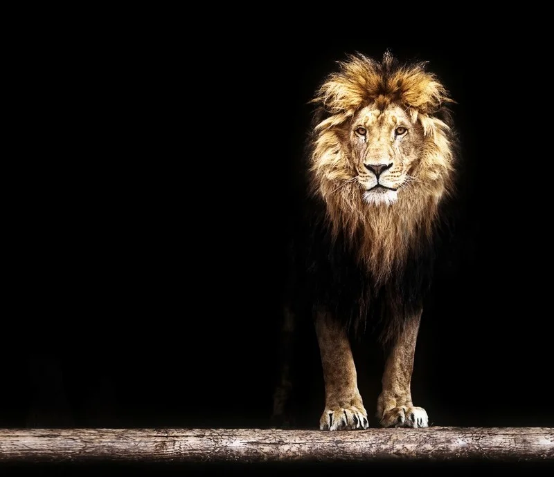 Hayvan temalı duvar kağıdı-hyvt-208