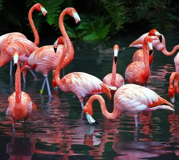 dogal somon flamingo surusu 3d hayvan temali duvar kagidi