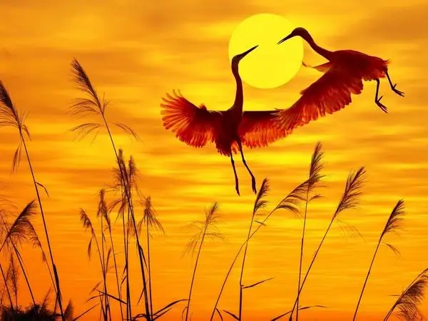 gun batimi turuncu leylekler 3d doga temali duvar kagidi