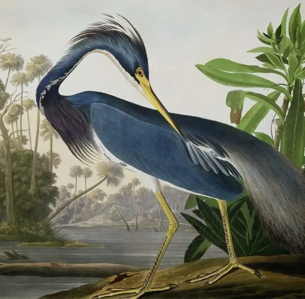 mistik doga buyuk mavi balikcil 3d hayvan temali duvar kagidi