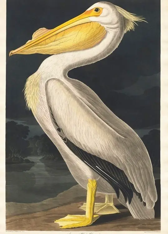 heybetli pelikan antik sanat 3d hayvan temali duvar kagidi