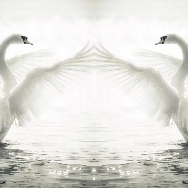 zarafet senfonisi kanatlari acik ikiz beyaz kugu 3d duvar kagidi