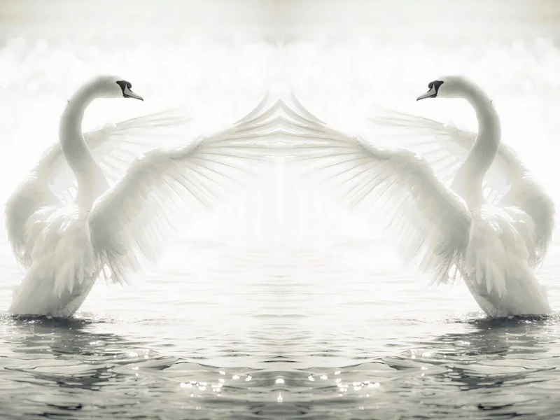 zarafet senfonisi kanatlari acik ikiz beyaz kugu 3d duvar kagidi