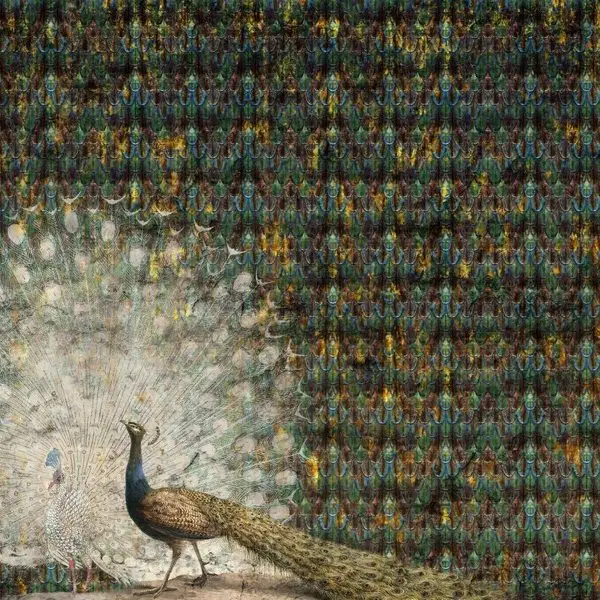 saray esintisi beyaz ve renkli tavus kusu 3d hayvan temali duvar kagidi