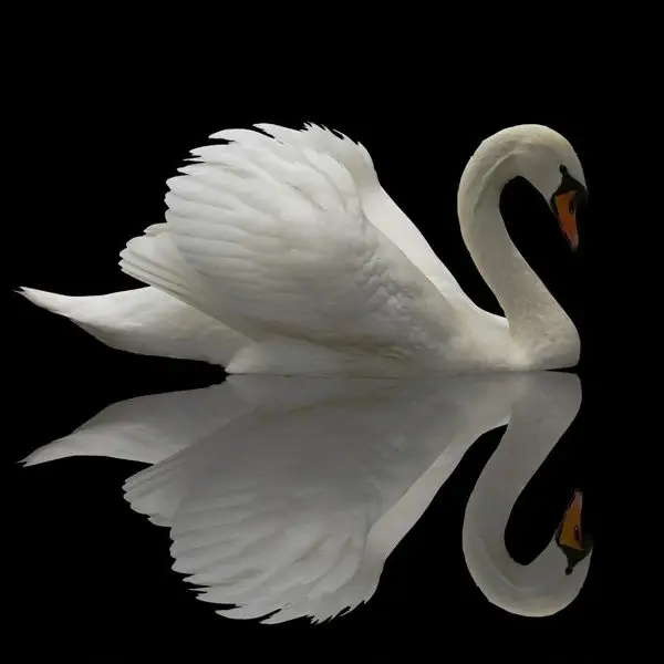 beyaz kugunun zarafeti 3d hayvan temali duvar kagidi