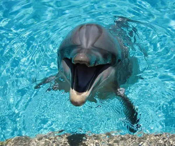 mavi derinlik yunus ailesi 3d hayvan temali duvar kagidi