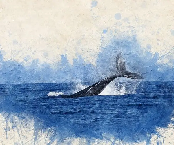 derinlik etkili sulu boya balina kuyrugu 3d hayvan temali duvar kagidi