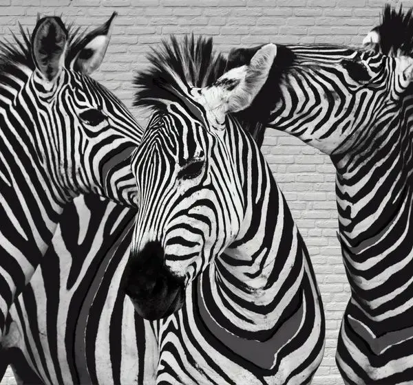 grafik asalet uclu zebra 3d hayvan temali duvar kagidi
