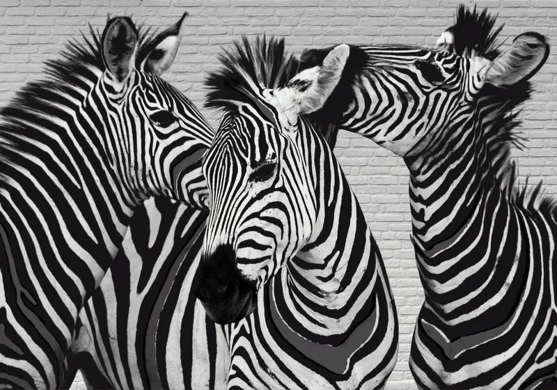 grafik asalet uclu zebra 3d hayvan temali duvar kagidi