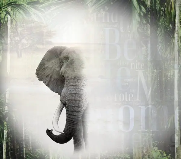 Hayvan temalı duvar kağıdı-hyvt-165