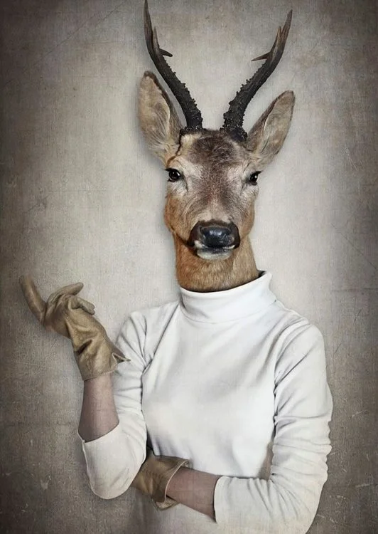 modern kis sikligi beyaz bogazli kazakli geyik 3d hayvan temali duvar kagidi