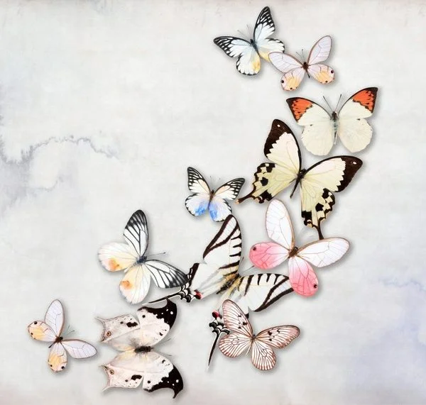 kelebek etkisi pastel renkli 3d hayvan temali duvar kagidi