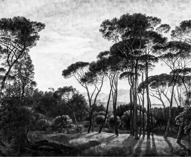 Trendyol fıstık çamı ve sosyal yaşam temalı duvar posteri bursa ve Hepsiburada Akdeniz çamı desenli duvar kağıdı modelleri bursa