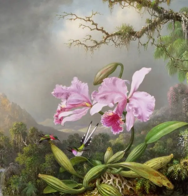 Sisli dağlar, orman içerisindeki şelale ve ön planda pembe büyük orkideler ile sinek kuşlarını içeren 3D dijital baskı gerçek duvar kağıdı.