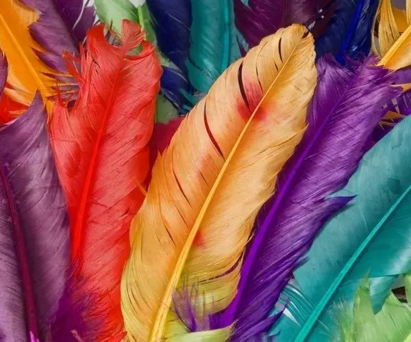 Çok renkli (mor, turuncu, kırmızı, turkuaz) dev kuş tüyleri desenli dikişsiz tekstil duvar kağıdı.