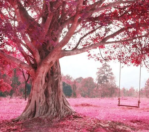 Doğa Manzara duvar kağıdı-dgmnz-135