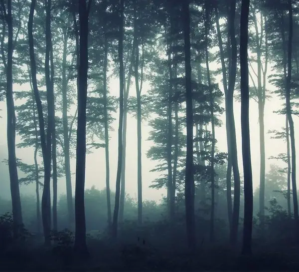 Doğa Manzara duvar kağıdı-dgmnz-137