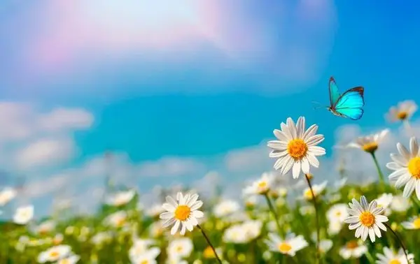 Doğa Manzara duvar kağıdı-dgmnz-154