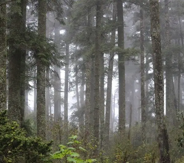 Doğa Manzara duvar kağıdı-dgmnz-158