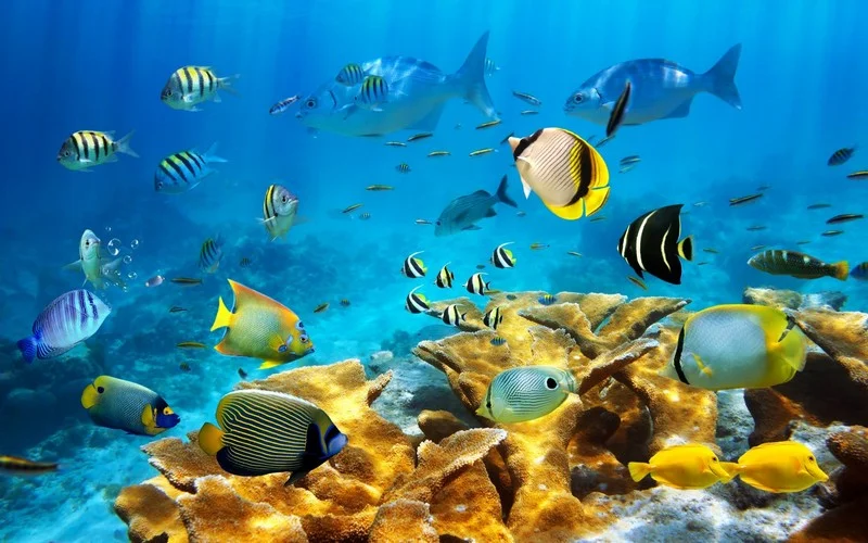 Güneş ışığının süzüldüğü turkuaz denizde sarı cerrah balıkları, melek balıkları ve yayvan mercan resifli panoramik duvar kağıdı.