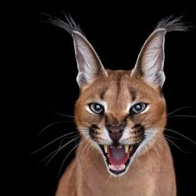 Hayvan temalı duvar kağıdı-hyvt-202