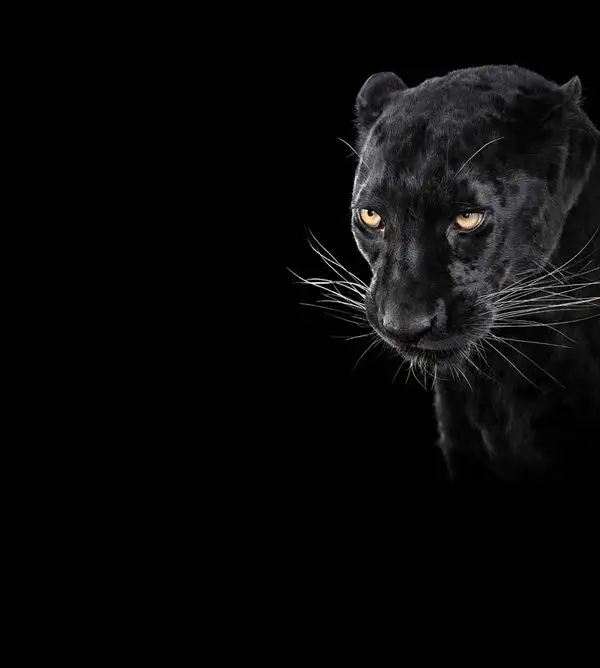 siyah panter bakisi 3d hayvan temali duvar kagidi