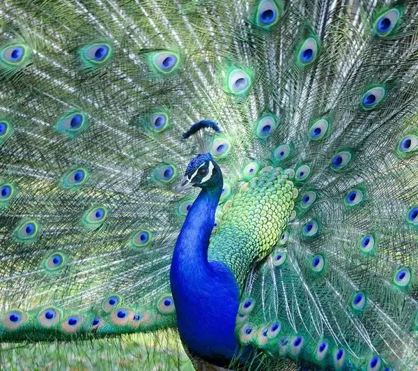 kanatlarini acmis gorkemli tavus kusu 3d hayvan temali duvar kagidi