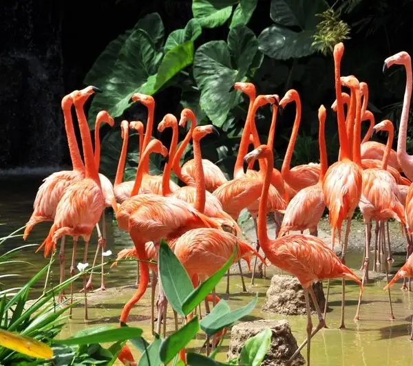 tropikal mercan flamingolar 3d hayvan temali duvar kagidi