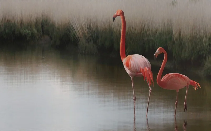 Göl kenarında süzülen iki adet zarif mercan renkli flamingo ve sisli doğa manzarasını içeren sanatsal duvar kağıdı tasarımı.