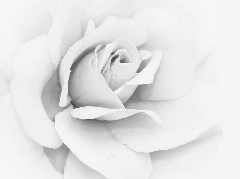 Trendyol dev beyaz gül görünümlü şakayık çiçekli dekoratif duvar posteri bursa ve Hepsiburada minimalist tek büyük çiçek desenli duvar kağıdı modelleri