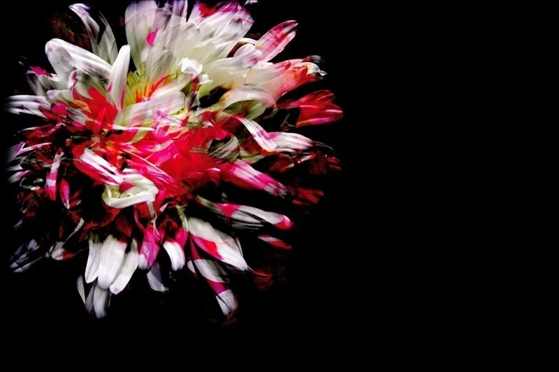 Trendyol siyah zemin üzerine fuşya ve beyaz kasımpatı çiçekli duvar posteri bursa ve Hepsiburada modern sanatsal krizantem desenli duvar kağıdı modelleri